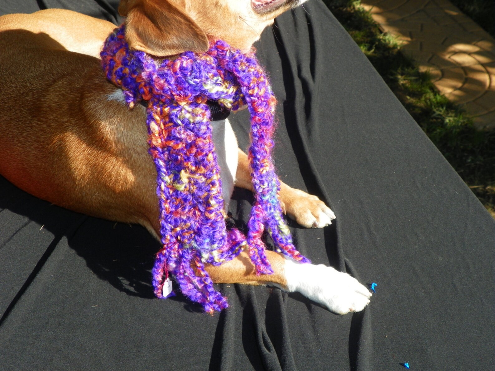 Neutral orange and multi-color pet scarf. main image 1