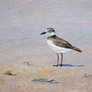 Wilson's Plover, Fine Art Giclee Print, Wall Beach Decor, Nature, Wildlife, Ocean Art, Beach House, Bird