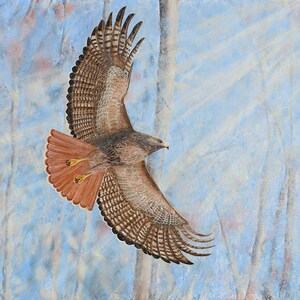 Father&#39;s Day Gift, Red-tailed Hawk, Limited Edition, Bird-of-Prey, Giclee Print, Nature Art, Hunters in the Sky
