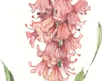 Wood Hyacinth 11 x 5 lithograph