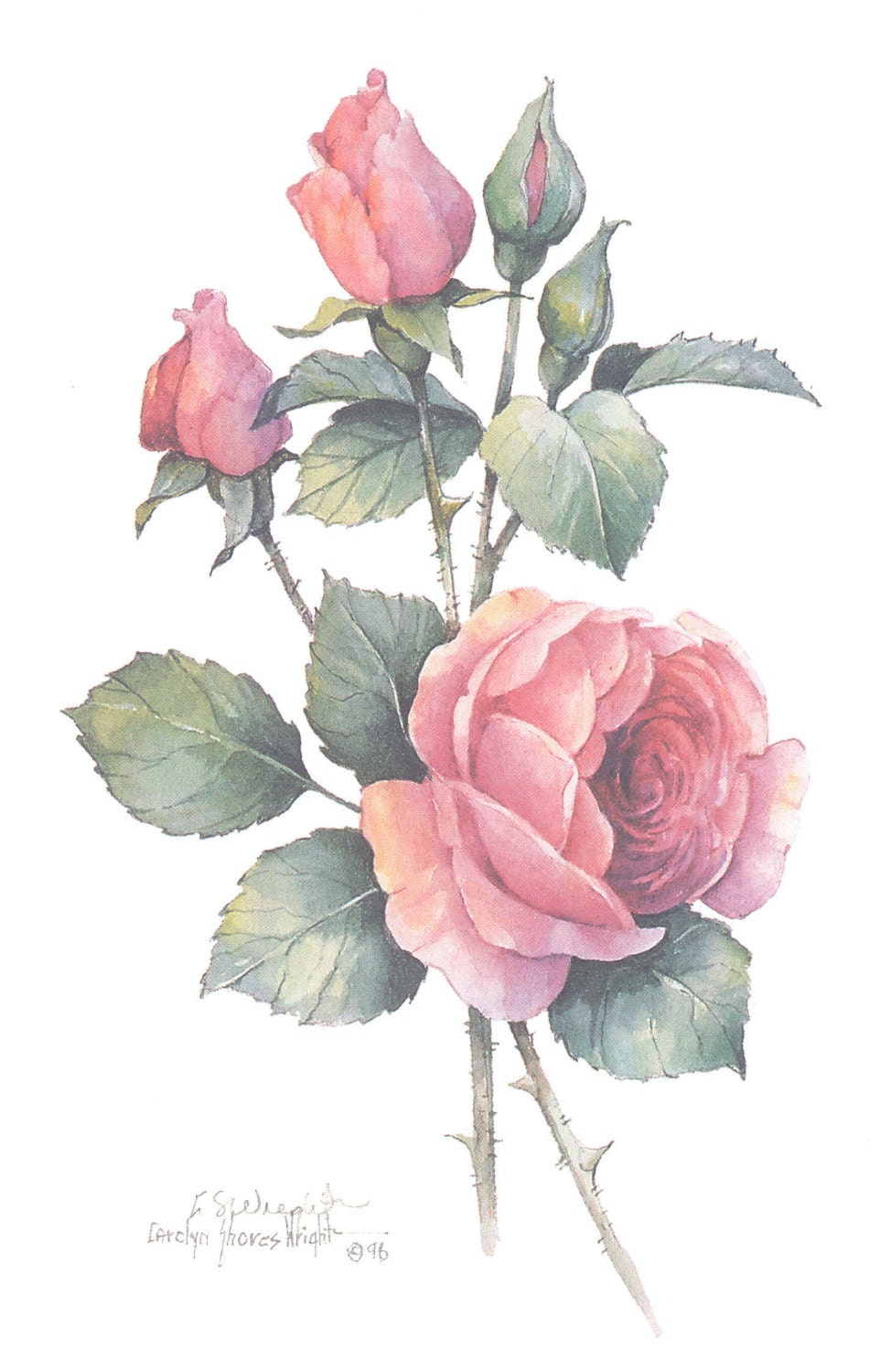 English Rose 10 X 8 Lithograph - Etsy