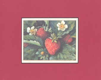 Strawberries 8 x 9 matted lithograph