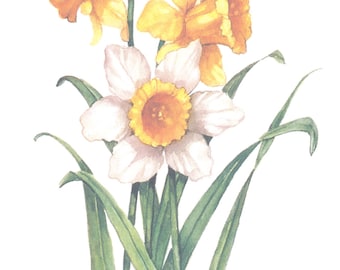 Daffodils 10 x 8 lithograph