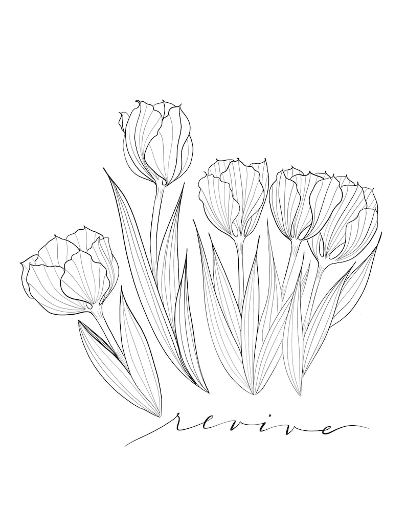 Revive Tulip: Printable Artwork/Coloring Webpage photograph regarding Tulip Printable identified as Revive Tulip: Printable Artwork/Coloring Web page