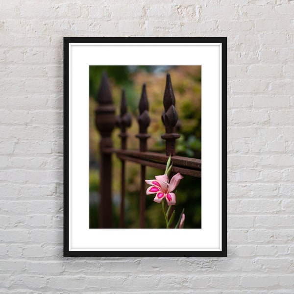 Photography instant Digital  download - Moody rustic cottage garden fence with a single flower popping its head out