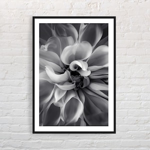Black and white flower photography |  close up , abstract Chrysanthemum photo print , printable wall art , flower photography wall art