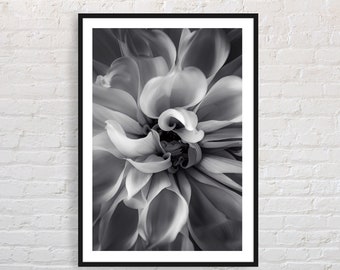 Black and white flower photography |  close up , abstract Chrysanthemum photo print , printable wall art , flower photography wall art