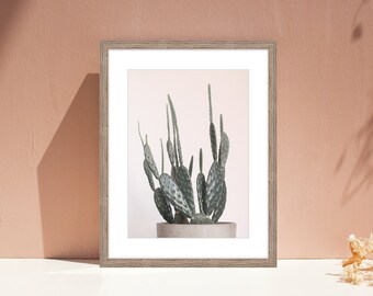 Potted Prickly pear Cactus with a  pink background . Cactus Photography - plants wall art, instant printable photograph, digital download,