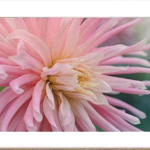 Impresión fotográfica de crisantemo, romántico, femenino, flor rosa macro fotografía imprimible arte de pared, decoración de dormitorio floral o regalo para la novia