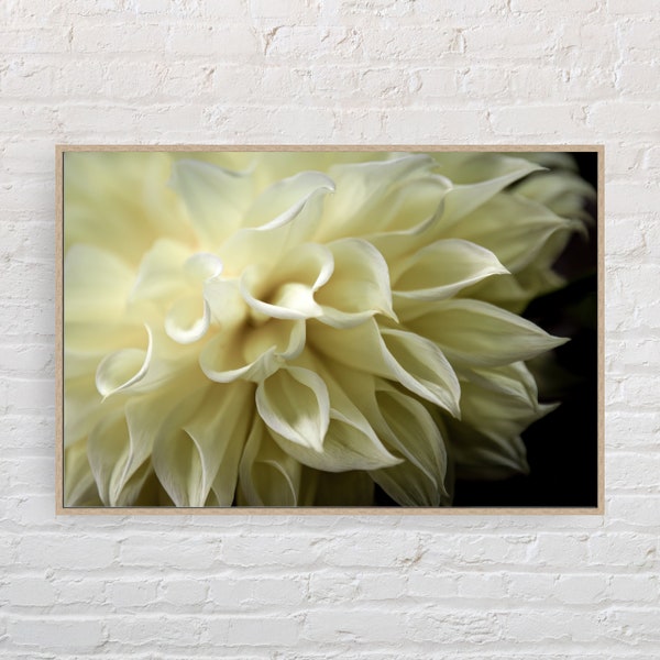 Dahlia flower photo print | Dahlia wall art |   flower on black background | Flower close up | Flower photography print | floral wall art