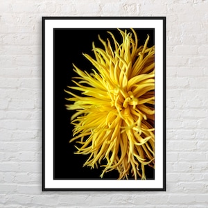 Yellow Chrysanthemum photo print with black background | downloadable print | flower photography | floral photo wall art | Yellow wall art