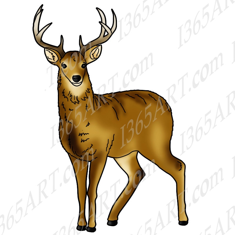 Deer Clipart Deer Clip Art Wildlife Clipart Graphic | Etsy