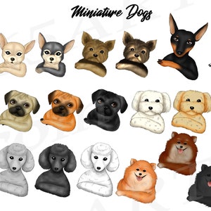 May include: A digital illustration of 20 miniature dogs in various breeds and colors. The dogs are all facing forward with their paws crossed in front of them. The dogs are all cartoon-like and have large eyes. The image is titled "Miniature Dogs".