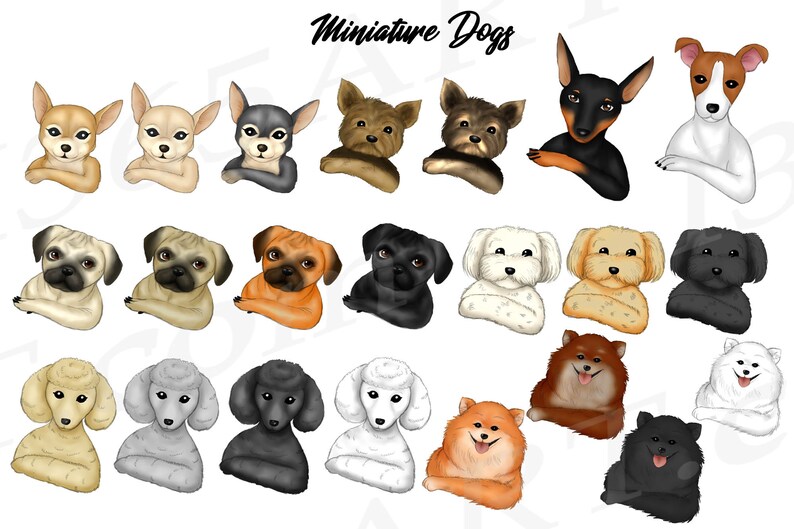 May include: A digital illustration of 20 miniature dogs in various breeds and colors. The dogs are all facing forward with their paws crossed in front of them. The dogs are all cartoon-like and have large eyes. The image is titled "Miniature Dogs".