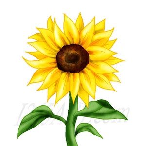 以下が含まれることがあります： 黄色い花びらと茶色の芯を持つヒマワリが1つ。ヒマワリは緑色の茎に2枚の緑の葉をつけています。