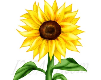 Beautiful Sunflower Clipart, Sunflower clip art, Flower clipart, Scrapbooking, Party Invitations, Illustration, PNG