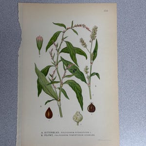Pode incluir: Impressão botânica vintage com ilustrações detalhadas de Bitterblad (Polygonum hydropiper L.) e Pilört (Polygonum tomentosum Schrank). A impressão mostra folhas verdes, cachos de flores rosa e brancas e vagens de sementes marrons.