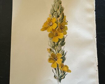 Great Mullein. Antique botanical lithograph by Hulme 1902.