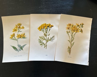 F. Edward Hulme antique set of 3 botanical lithograph prints with yellow tones. Nature inspired, academia, cottage, gallery wall.