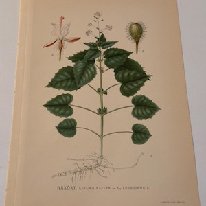 Pode incluir: Ilustração botânica vintage de uma planta com folhas verdes, pequenas flores cor-de-rosa e uma vagem. As raízes da planta são visíveis. O texto "HÄXÖRT, CIRCÆA ALPINA L, C, LUTETIANA L." está impresso na parte inferior da página.