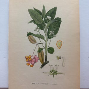 Pode incluir: Ilustração botânica de uma planta com folhas verdes, pequenas flores brancas e bagas rosa e laranja. O texto "BENVED, EVONYMUS EUROPAEA L" está impresso na parte inferior da página. A ilustração está numerada "238".