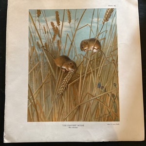 The Harvest Mouse by Archibald Thorburn 1904 Rare Folio Print.