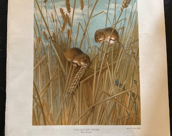 Archibald Thorburn 1904 Rare Folio Print. The Harvest Mouse.