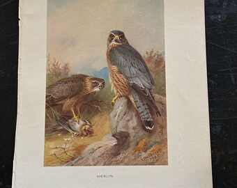 Merlin Falcon 1925 print by Archibald Thorburn. Naturalist, scientific, cottage, rustic lodge, office, den.