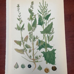 Pode incluir: Uma ilustração botânica vintage que retrata duas espécies de plantas, com desenhos detalhados de folhas, caules e sementes. A imagem inclui o texto "A. SPJUTMÄLLA, ATRIPLEX HASTIFOLIUM SALISB" e "B. VIPPMÄLLA, ATRIPLEX DELTOIDEUM BAB". A ilustração está numerada 352.