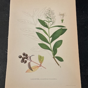 Pode incluir: Uma ilustração botânica de uma planta de Ligustrum vulgare L., com flores brancas e bagas pretas. A ilustração está em papel creme com uma borda preta.