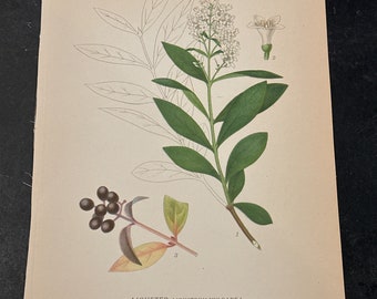 Wild Privet 1922 C.A.M. Lindman botanical lithograph book plate print in original Swedish.