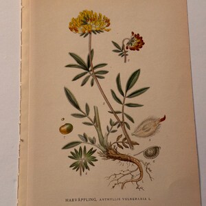 Pode incluir: Ilustração botânica vintage de uma planta com flores amarelas e vermelhas, folhas verdes e um sistema radicular detalhado. O texto "HARVÄPPLING, ANTHYLLIS VULNERARIA L." está em papel envelhecido.