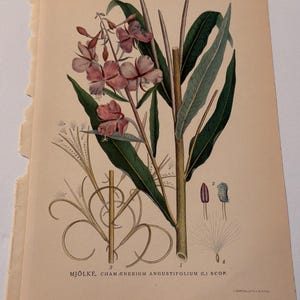 Pode incluir: Ilustração botânica vintage de uma planta com flores rosa, folhas verdes e um caule castanho. A ilustração inclui desenhos detalhados das partes da planta, como sementes e caules. O texto na parte inferior diz: MJÖLKE, CHAMÆNERIUM ANGUSTIFOLIUM (L.) SCOP.