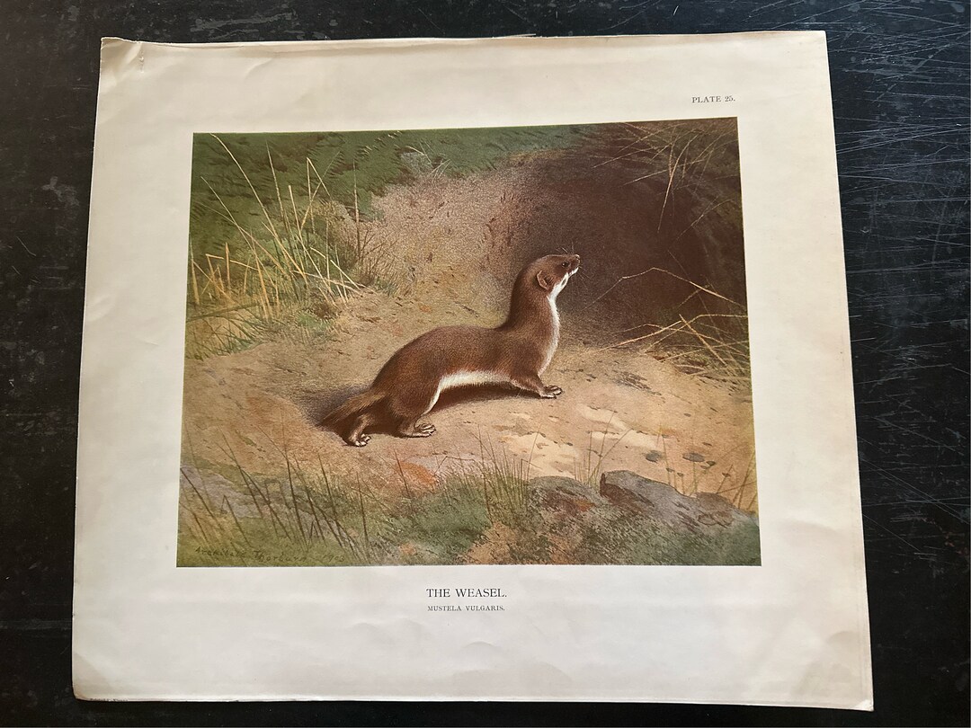 The Weasel by Archibald Thorburn 1903 Rare Folio Chromolithograph Print ...