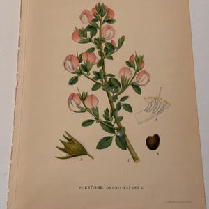 Pode incluir: Ilustração botânica antiga de uma planta com flores rosa e brancas, folhas verdes e um caule castanho. A ilustração inclui desenhos detalhados das partes da planta e o texto "PUKTÖRNE, ONONIS REPENS L."