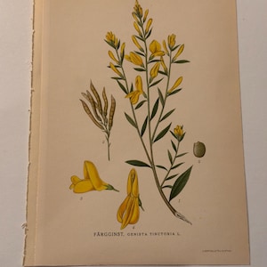 Pode incluir: Ilustração botânica vintage de Genista tinctoria L., com flores amarelas, vagens e uma semente. O texto "FÄRGGINST, GENISTA TINCTORIA L." é visível. A ilustração está em papel envelhecido.