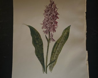 Spotted Orchis. Antique botanical lithograph by Hulme 1902.