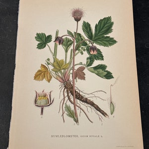 Pode incluir: Ilustração botânica de uma planta com um sistema radicular detalhado, folhas verdes e flores roxas. A impressão inclui uma secção transversal de uma flor e uma vagem de sementes. O texto "HUMLEBLOMSTER, GEUM RIVALE L." está impresso na parte inferior.
