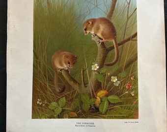 Archibald Thorburn 1903 Rare Folio chromolithograph Print. The Dormouse.