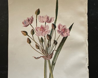 Flowering Rush Antique botanical lithograph by Hulme 1902.