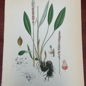 Pode incluir: Ilustração botânica vintage de Ormrot, Polygonum viviparum L., com desenhos detalhados de raízes, folhas, flores e vagens. A obra de arte é em estilo vintage, com uma legenda numerada.