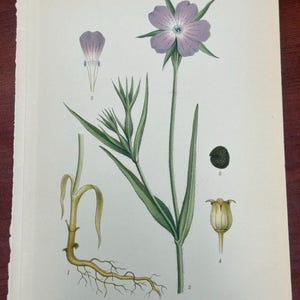 Pode incluir: Ilustração botânica de uma flor rosa, caule, folhas, semente e sistema radicular. A flor tem formato de estrela com centro azul. O texto "ÅKERKLÄTT, AGROSTEMMA GITHAGO L" está na parte inferior da imagem.