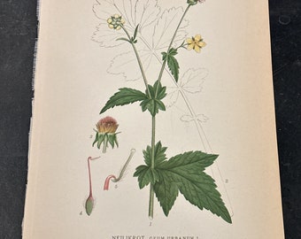 Wood Avens 1922 C.A.M. Lindman botanical lithograph book plate print in original Swedish.