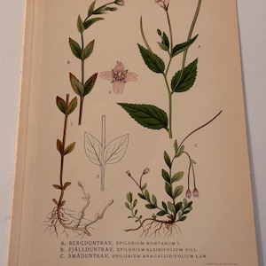 Pode incluir: Ilustração botânica vintage com desenhos detalhados de plantas, incluindo Bergduntrav, Fjällduntrav e Småduntrav. A imagem mostra caules, folhas, flores e sistemas radiculares, com etiquetas de texto que identificam cada espécie de planta.