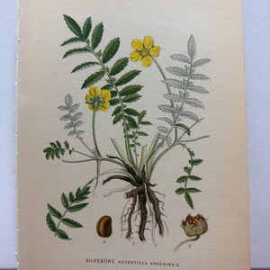 Pode incluir: Ilustração botânica antiga de Potentilla Anserina L., com flores amarelas, folhas verdes e um sistema radicular detalhado. A impressão inclui uma semente e um botão, com o número 299 no canto superior direito.