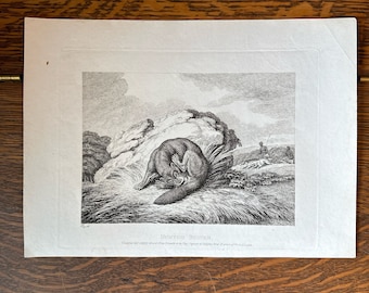 Hunted Beaver etching by Samuel Howitt.  from 1811