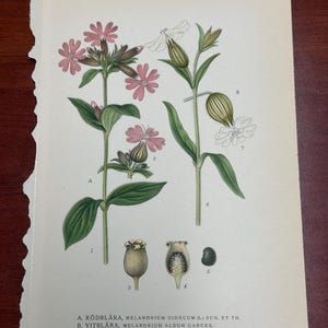 Pode incluir: Uma ilustração botânica vintage com ilustrações detalhadas de duas espécies de flores. Uma mostra pétalas rosa, a outra brancas. A impressão inclui diagramas rotulados de vagens e sementes. O texto diz "A. RÖDBLÄRA, MELANDRIUM DIOECUM (L) SCH. ET TH. B. VITBLÄRA, MELANDRIUM ALBUM GARCKE."