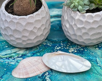 May include: Two white ceramic planters with a textured honeycomb pattern, each containing a green plant. One planter holds a ponytail palm, the other holds a cluster of succulents. Two smooth, light-colored seashells rest in the foreground.