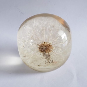 Vintage Acrylic Paperweight Dandelion Pappus Blowball 3&quot; Unmarked