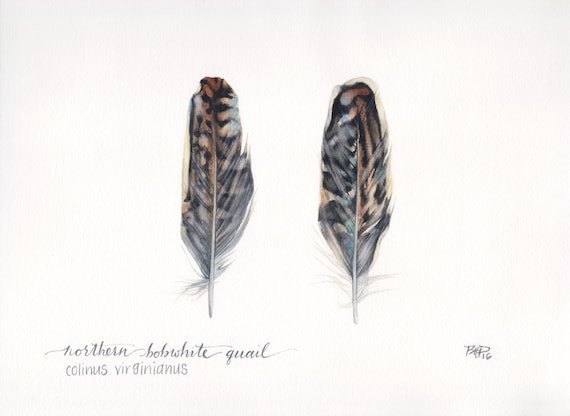 Northern bobwhite quail feathers - archival print of my original watercolor  painting, bird, pair, scientific, illustration